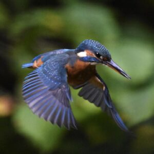 Kingfisher in flight