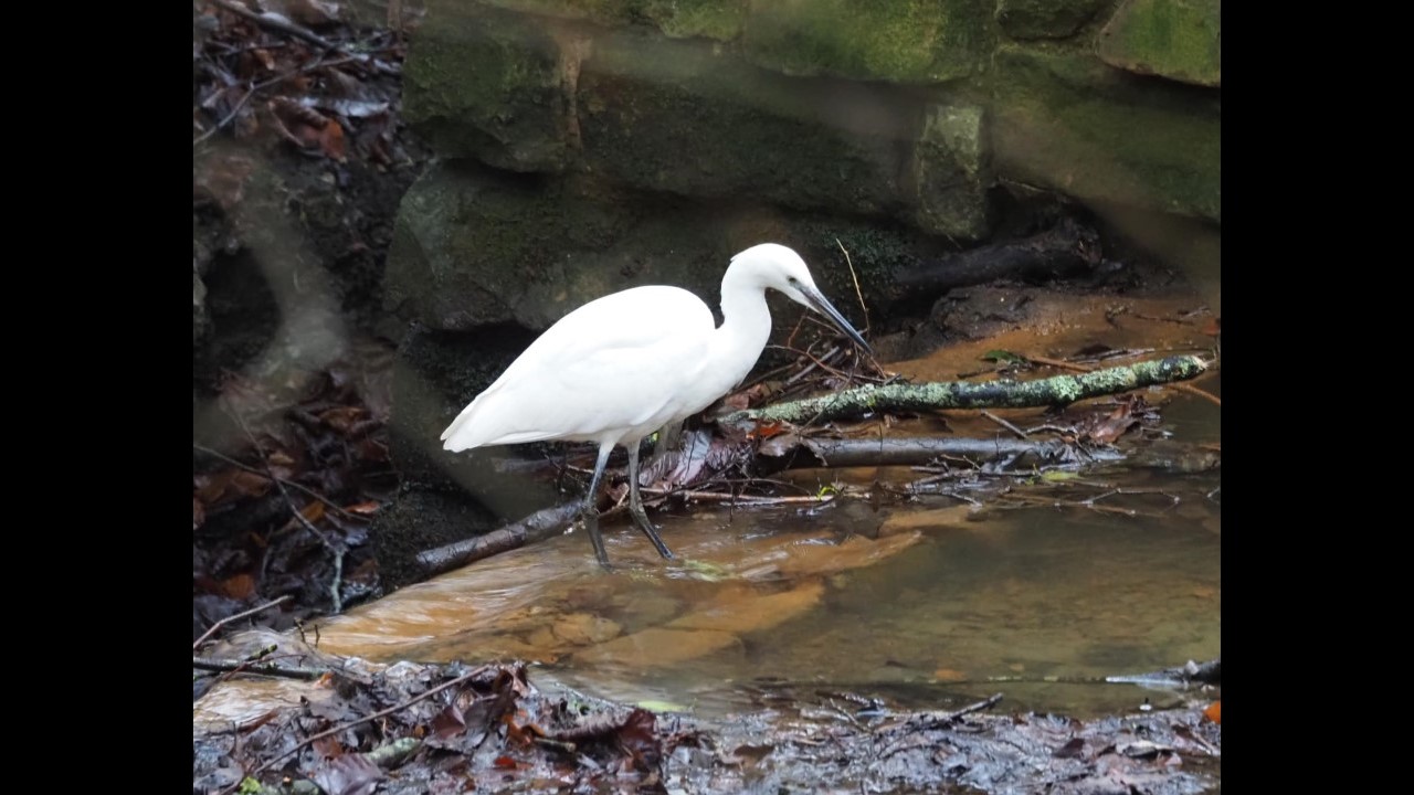 Little Egret