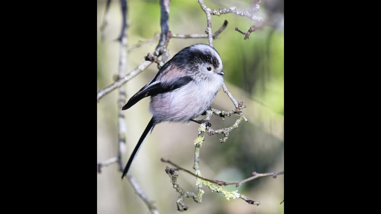Long-tailed Tit