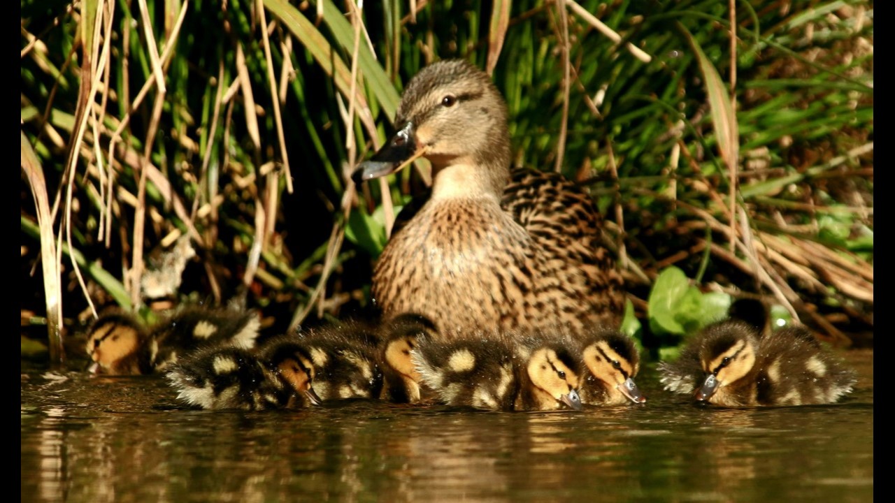 Mallard Duck (Female) and Chicks