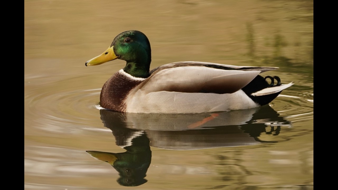 Mallard Duck (Male)