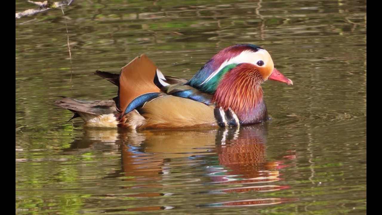 Mandarin Duck