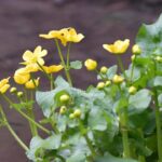 Marsh Marigold