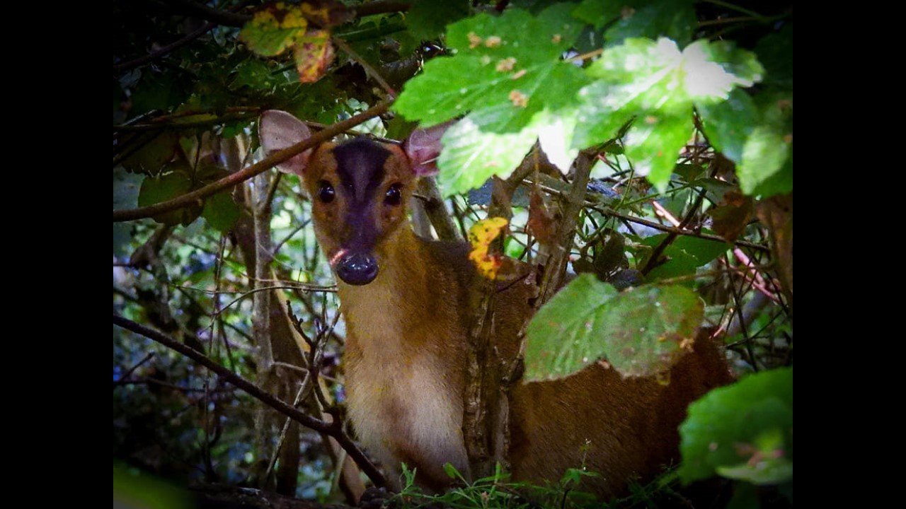 Muntjac