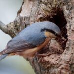 Nuthatch