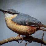 Nuthatch