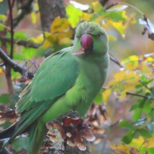 Parakeet