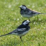 Pied Wagtail