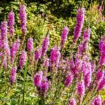 Purple Loosestrife