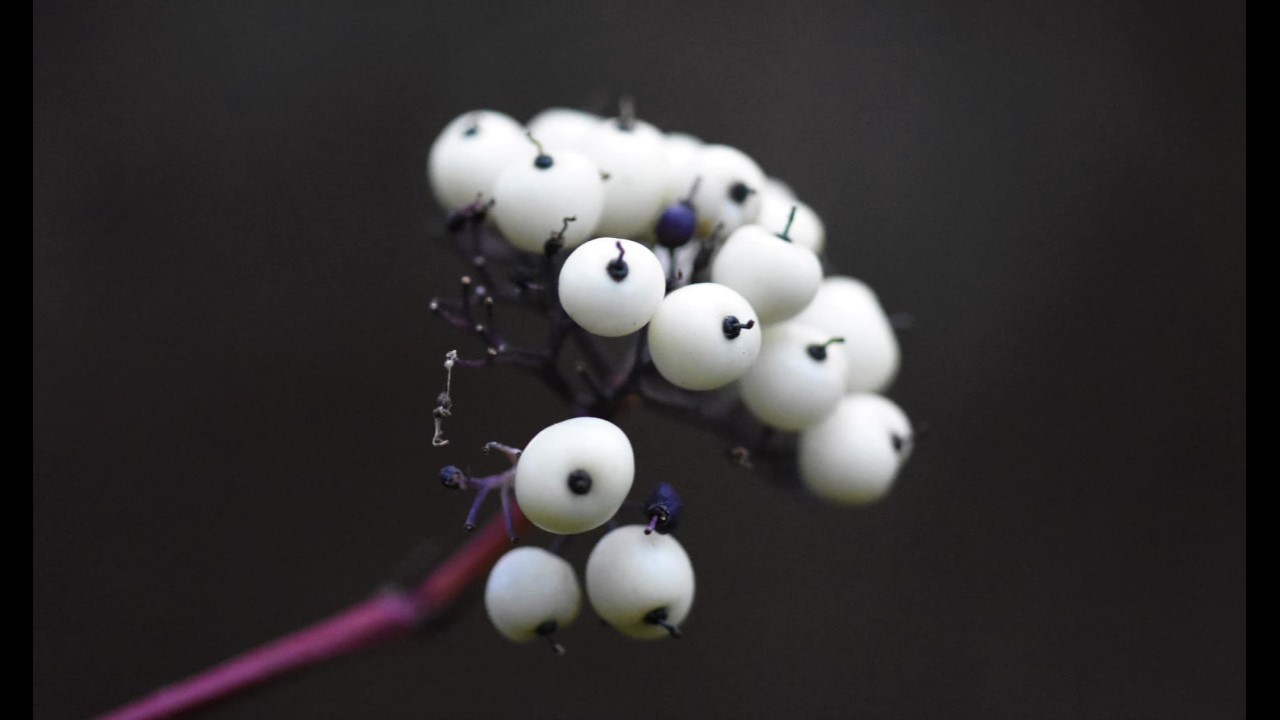 Red-barked Dogwood Berries
