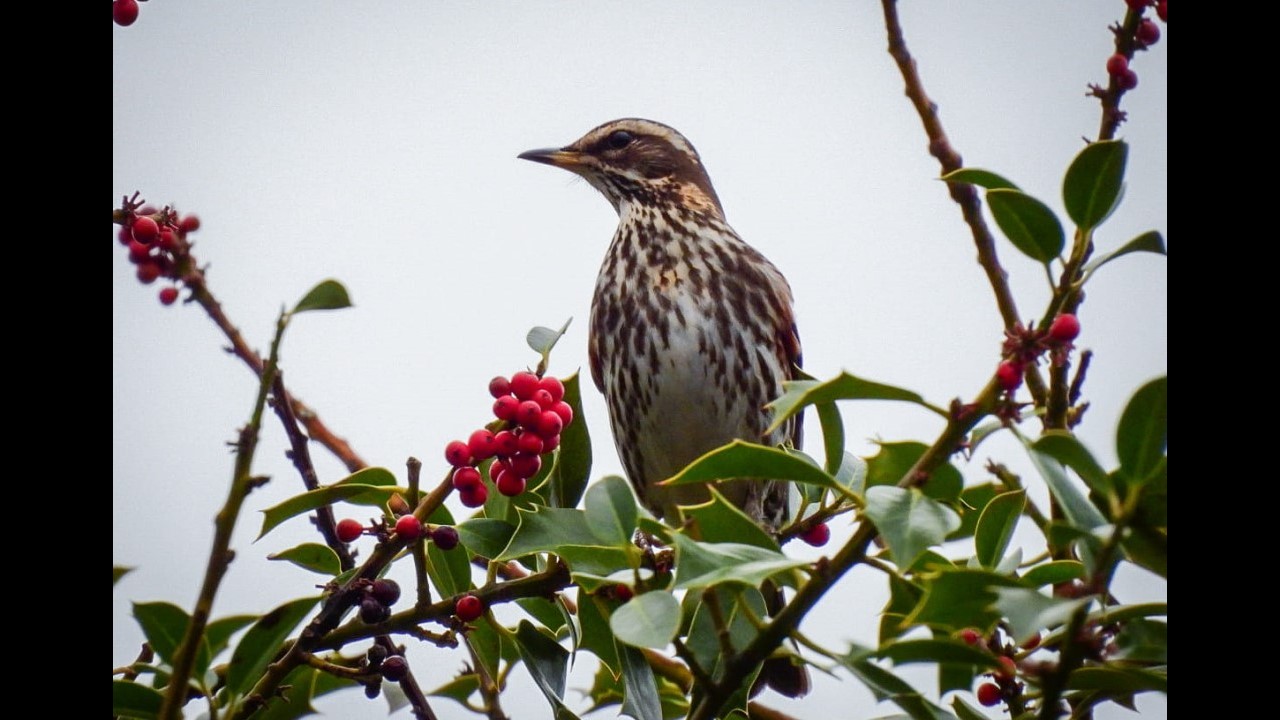 Redwing