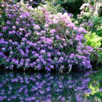 Rhododendron (Ponticum)