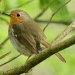 Robin