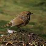 Robin (Juvenile)