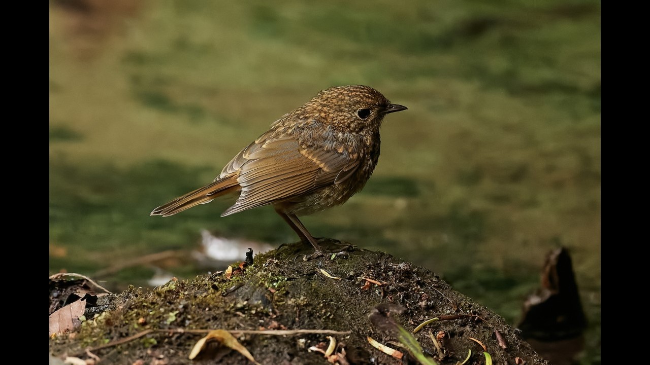 Robin (Juvenile)