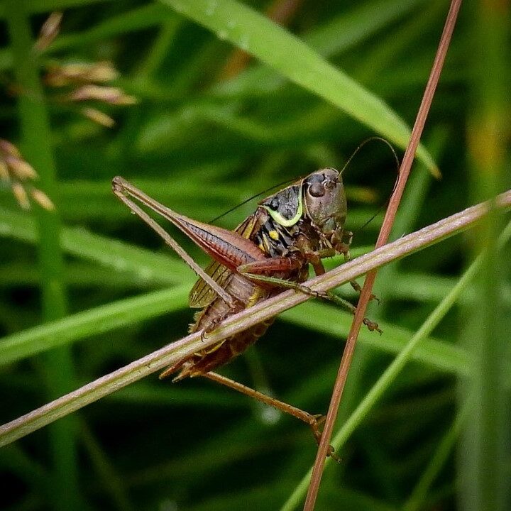 Roesels Bush Cricket