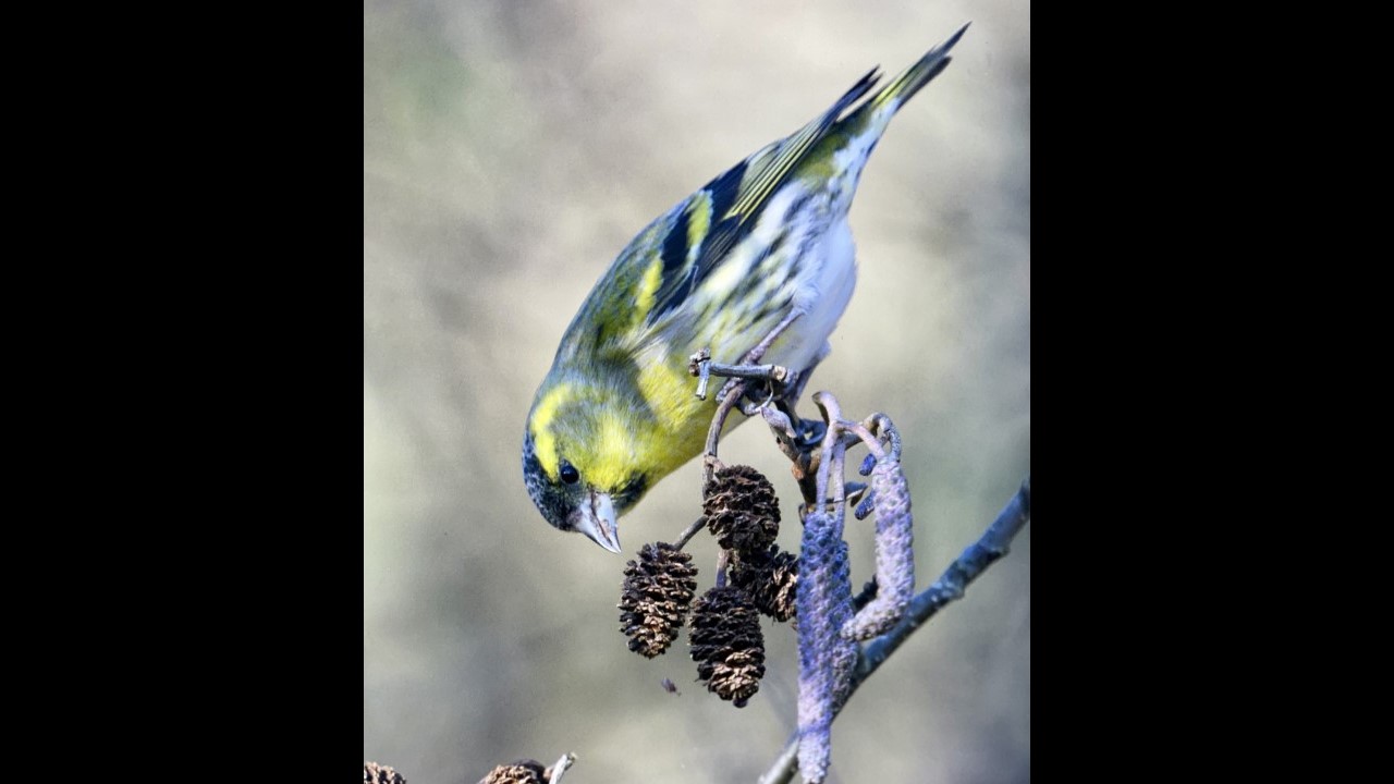 Siskin