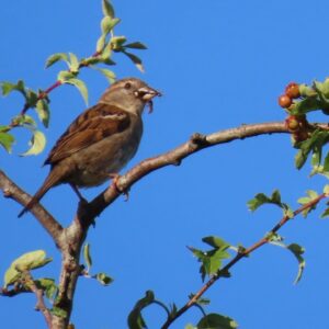 Sparrow