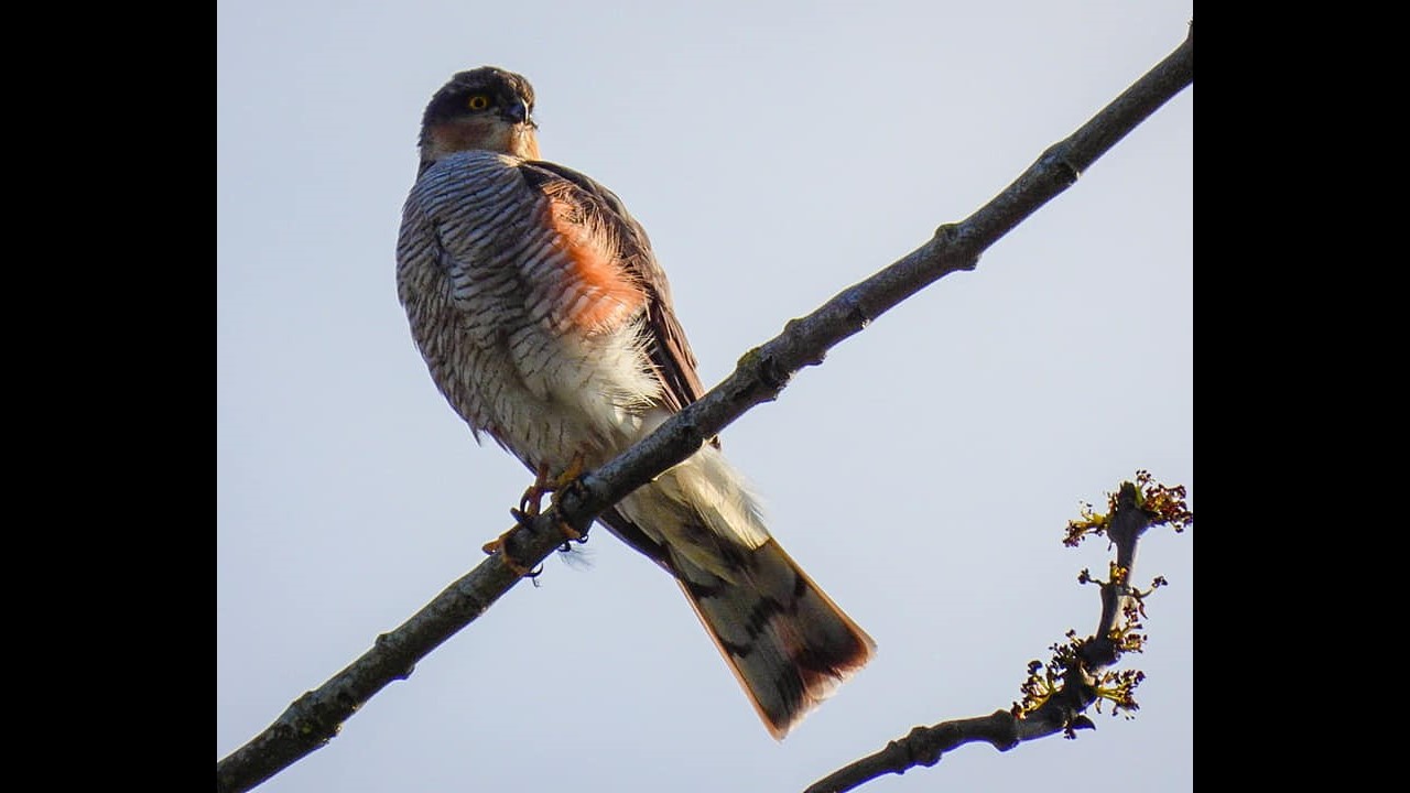 Sparrowhawk