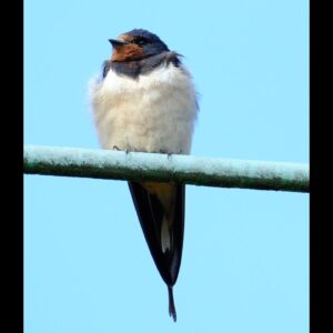 Swallow (Barn)