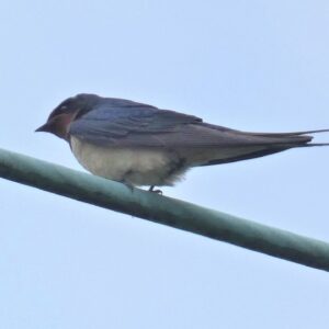 Swallow (Barn)