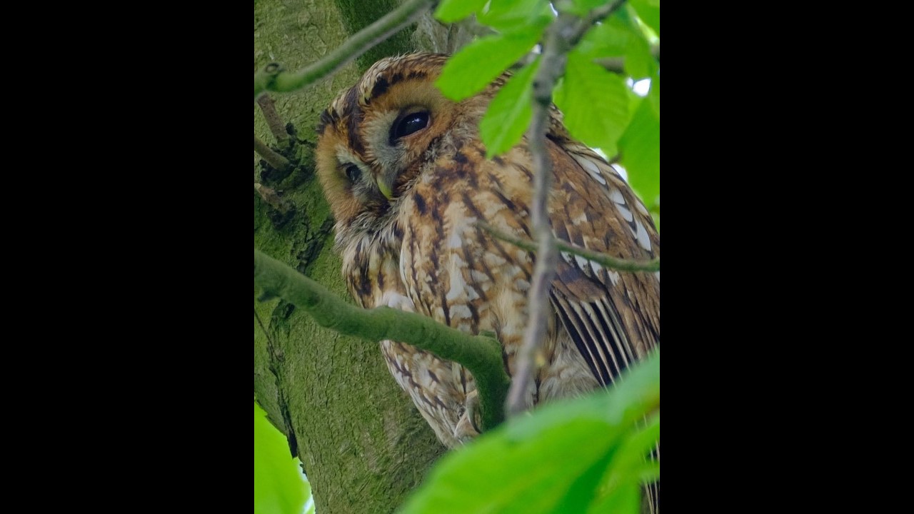 Tawny Owl