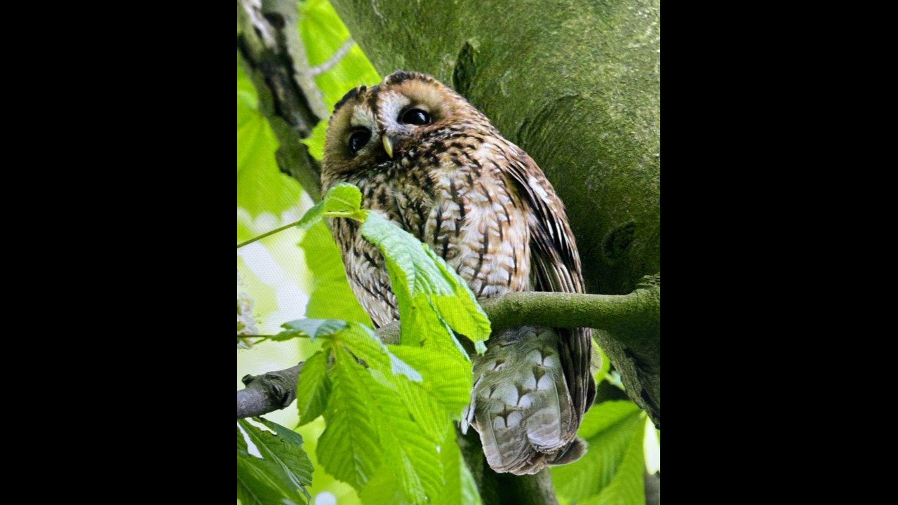 Tawny Owl