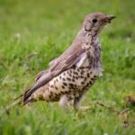 Mistle Thrush