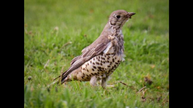 Mistle Thrush