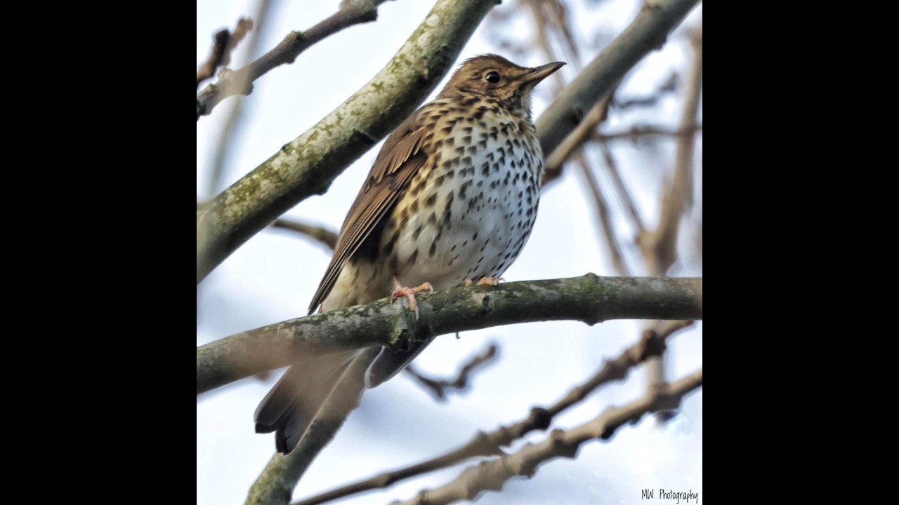 Song Thrush
