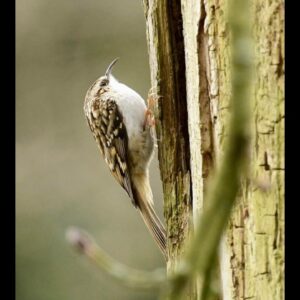 Tree Creeper