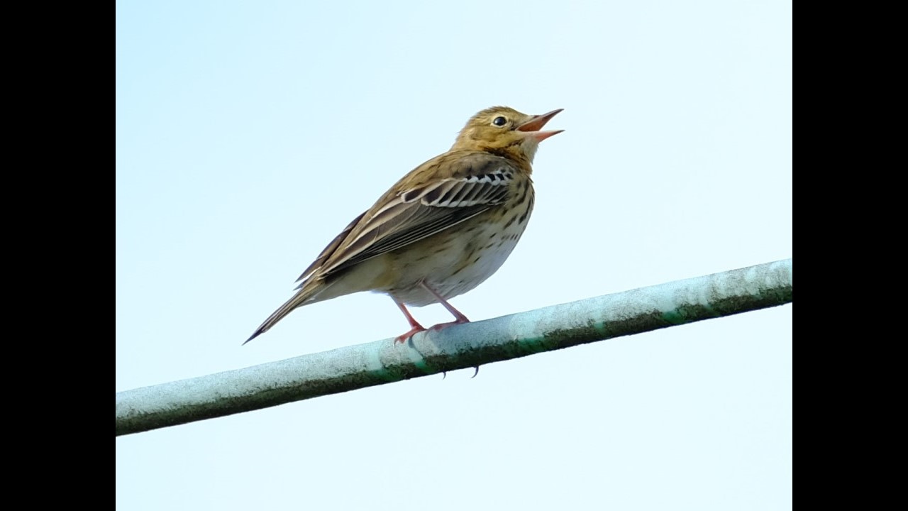 Tree Pipit
