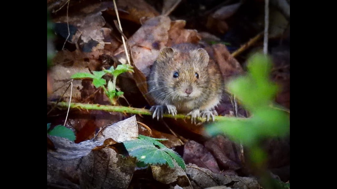 Vole