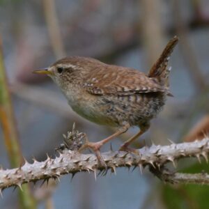 Wren