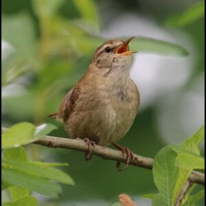 Wren