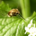 Bee Fly