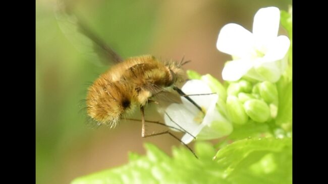 Bee Fly