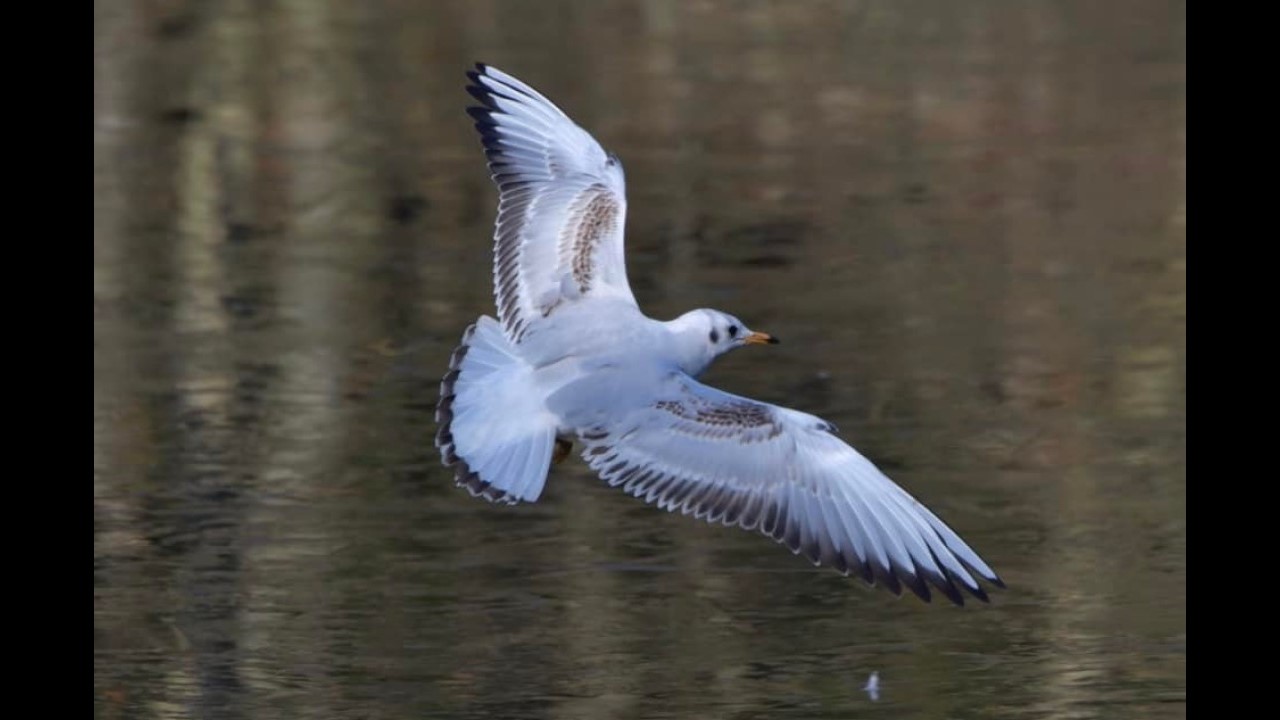 Black-headed Gull in flight