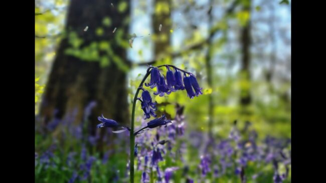 Bluebell