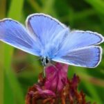 Common Blue Butterfly