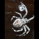 European Garden Spider