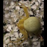 Flower Spider