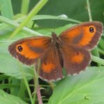 Gatekeeper Butterfly