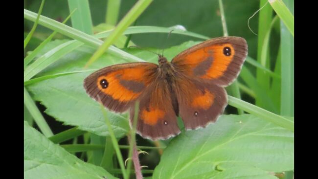Gatekeeper Butterfly