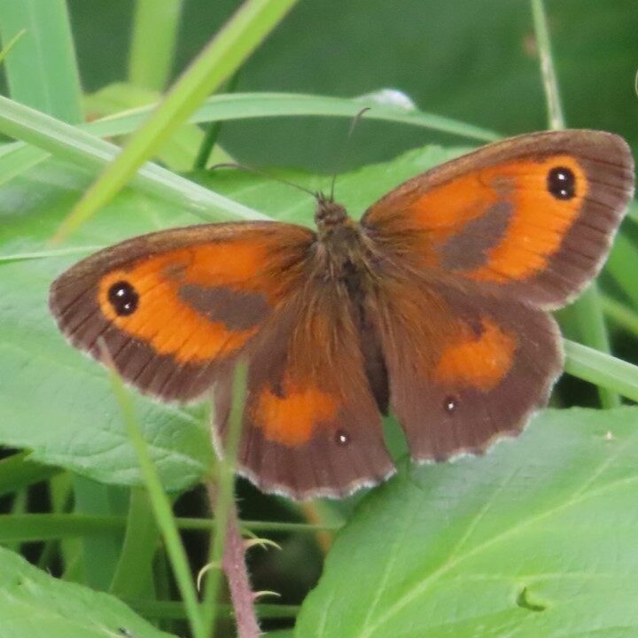 Gatekeeper Butterfly