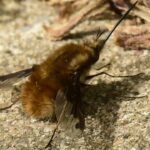 Greater Bee Fly
