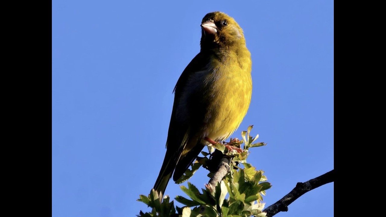 Greenfinch