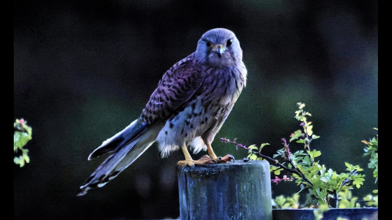 Kestrel