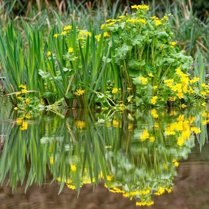Marsh Marigold