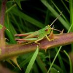 Meadow Grasshopper